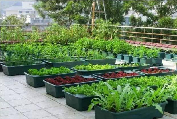 菜園居然比花園還美! 到底是怎麼做到的?