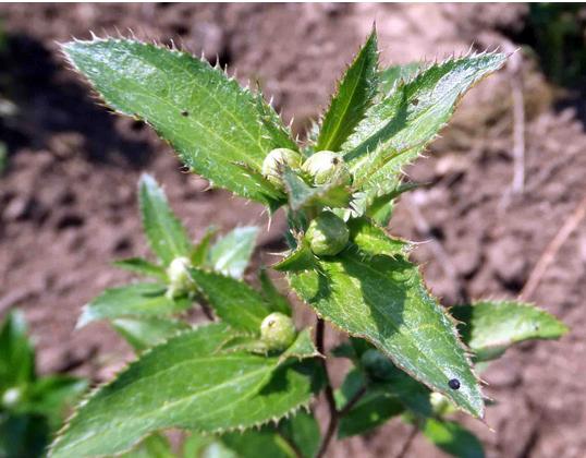 每天10克它,降血糖、治百病,山上看到它千萬記得采