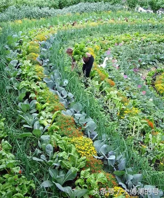 這麼漂亮的菜園，比花園還美