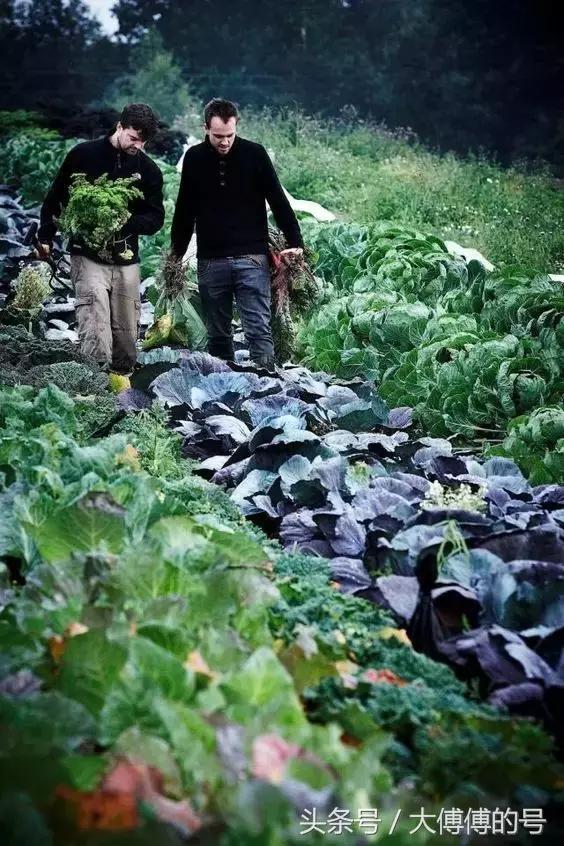 這麼漂亮的菜園，比花園還美