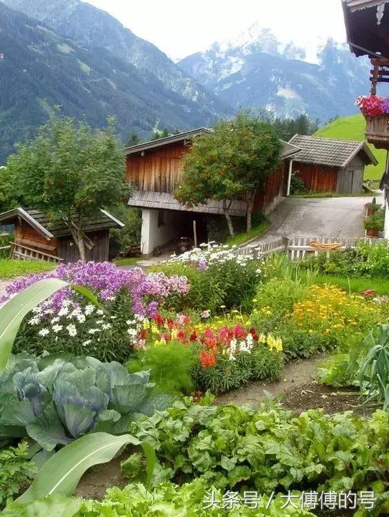 這麼漂亮的菜園，比花園還美