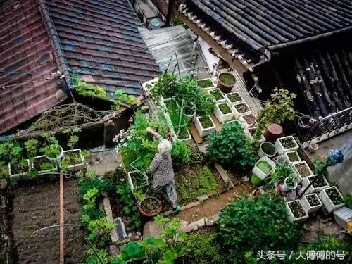 這麼漂亮的菜園，比花園還美