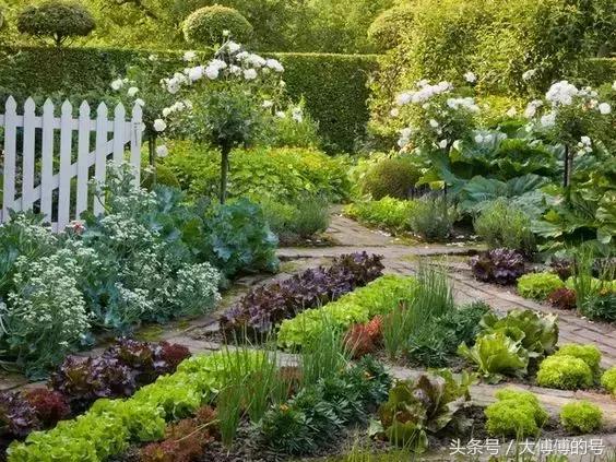 這麼漂亮的菜園，比花園還美