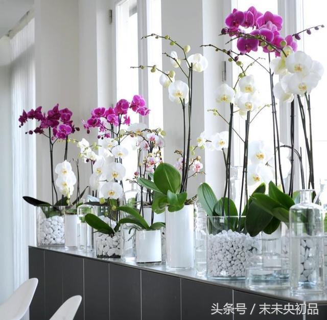 不能開滿鮮花的家,還可以擺滿綠植呀! 家裡綠植怎麼挑選怎麼擺?