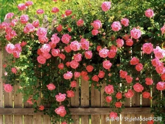 我想為你打造一座像塔莎奶奶那樣的玫瑰花園！