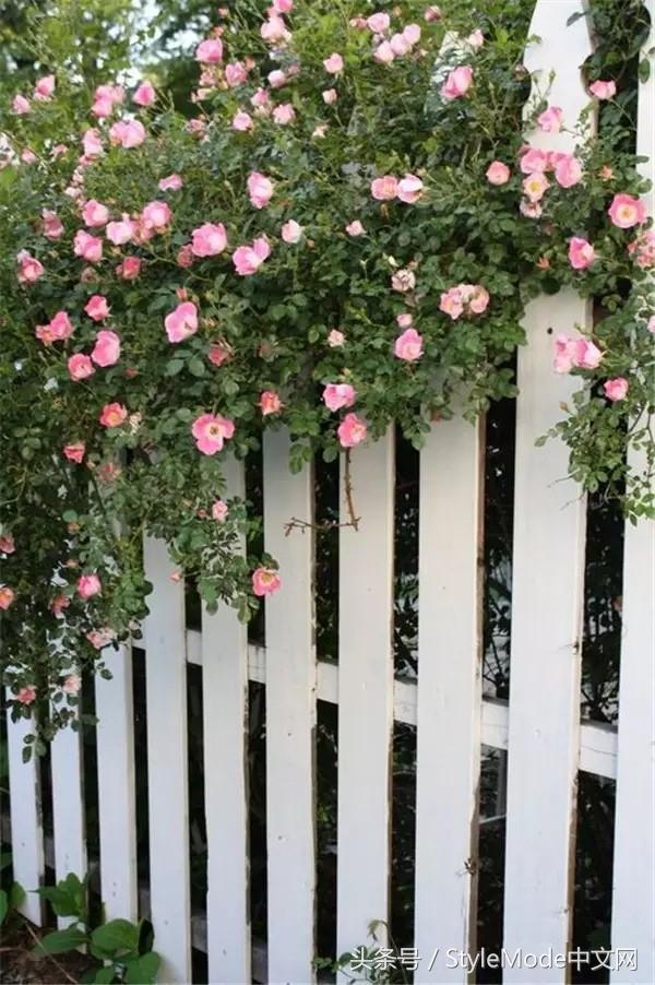 我想為你打造一座像塔莎奶奶那樣的玫瑰花園！