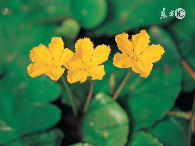 裝傻的智慧