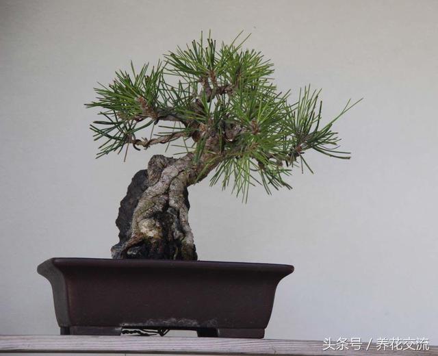 為什麼現在日本的盆景比中國的製作精美,難道真的是技術落後了?