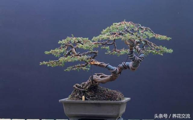 為什麼現在日本的盆景比中國的製作精美,難道真的是技術落後了?