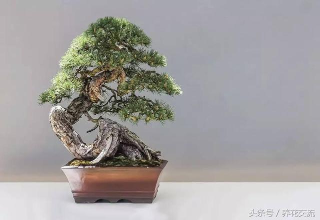 為什麼現在日本的盆景比中國的製作精美,難道真的是技術落後了?