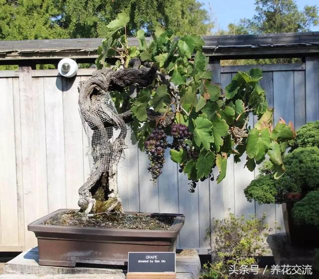 為什麼現在日本的盆景比中國的製作精美,難道真的是技術落後了?