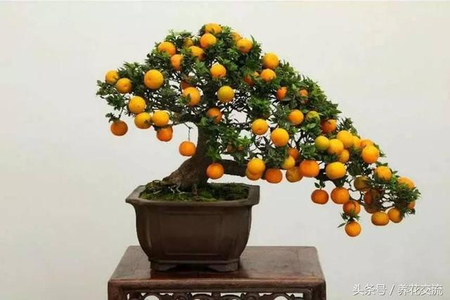 為什麼現在日本的盆景比中國的製作精美,難道真的是技術落後了?