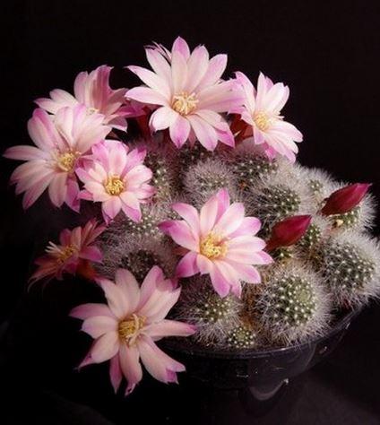 花開動圖/仙人掌開花瞬間,居然那麼驚艷