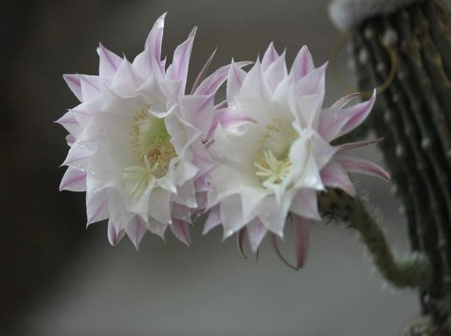 花開動圖/仙人掌開花瞬間,居然那麼驚艷