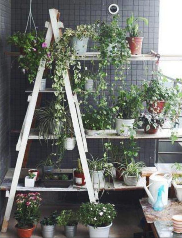 家裡植物養太多? 這樣放美觀又有格調