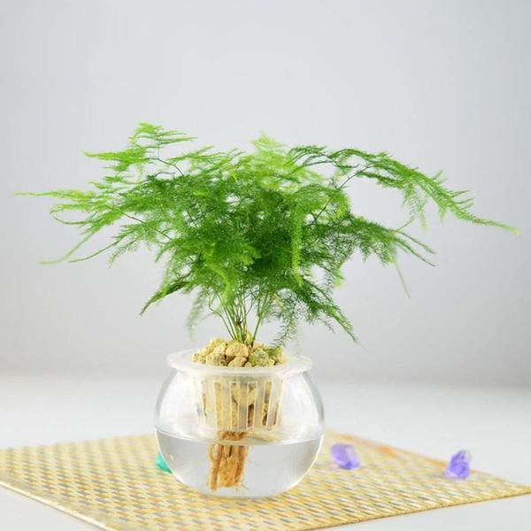 掌握這些知識,養好水培植物就這麼簡單!