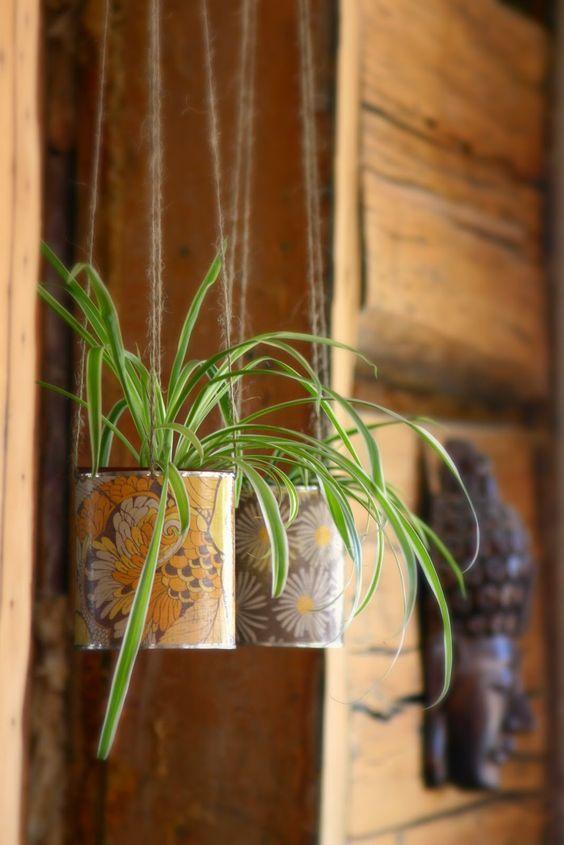 推薦10種適合室內種植的喜陰植物
