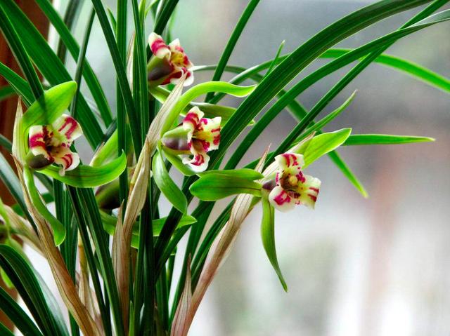 家裡的蘭花爛根、不開花怎麼辦? 讓小編來告訴你三種方法養蘭花