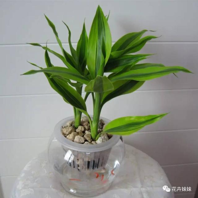 這4種植物,沒有土也能長得很好