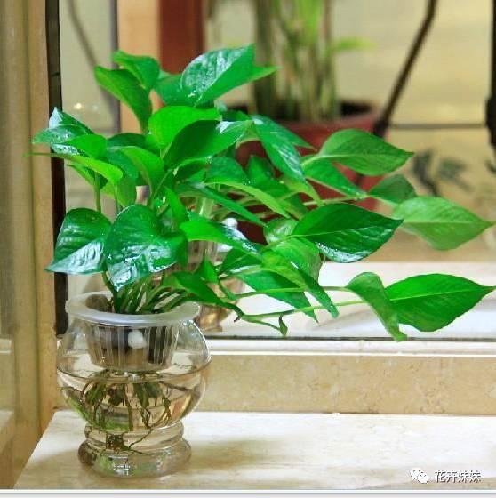 這4種植物,沒有土也能長得很好