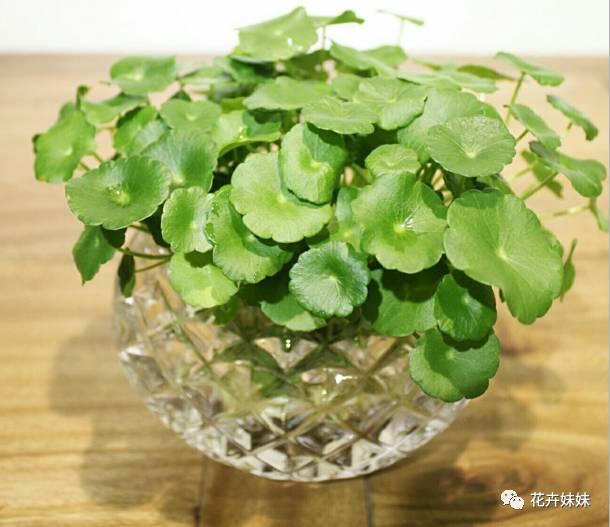 這4種植物,沒有土也能長得很好