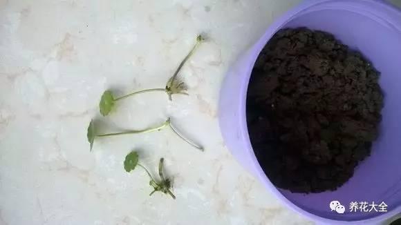 能把招財花1盆變10盆,你才能越來越有錢!