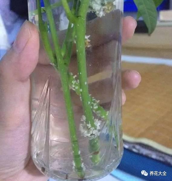 能把招財花1盆變10盆,你才能越來越有錢!