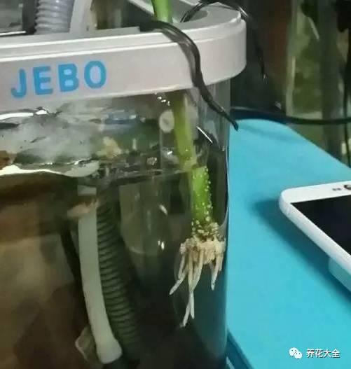能把招財花1盆變10盆,你才能越來越有錢!