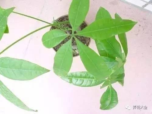 能把招財花1盆變10盆,你才能越來越有錢!