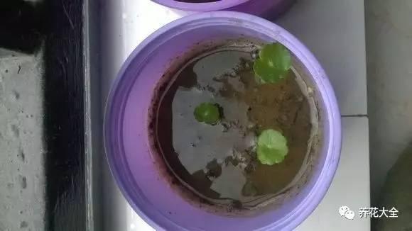 能把招財花1盆變10盆,你才能越來越有錢!