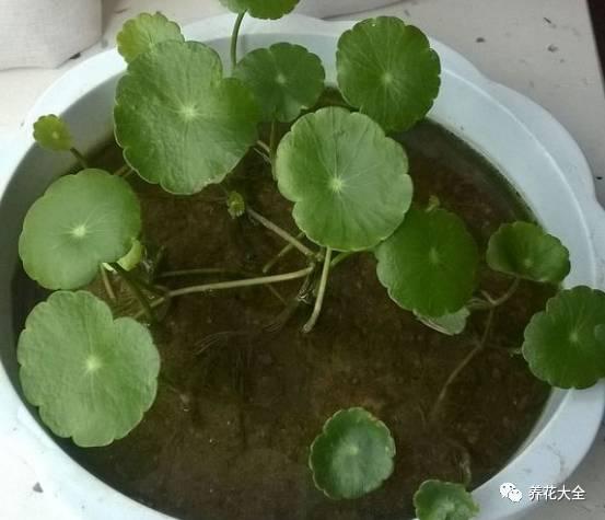 能把招財花1盆變10盆,你才能越來越有錢!
