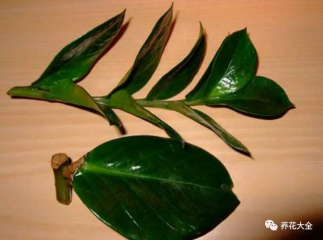 能把招財花1盆變10盆,你才能越來越有錢!