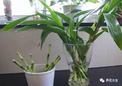 能把招財花1盆變10盆,你才能越來越有錢!