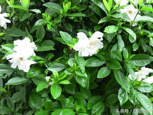 梔子花這樣插準活,1盆變10盆,以後再也不用花錢買了!