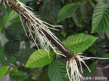 梔子花這樣插準活,1盆變10盆,以後再也不用花錢買了!