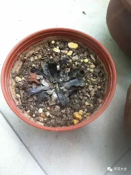 夏天多肉休眠一定要注意,稍不留神就養死了!