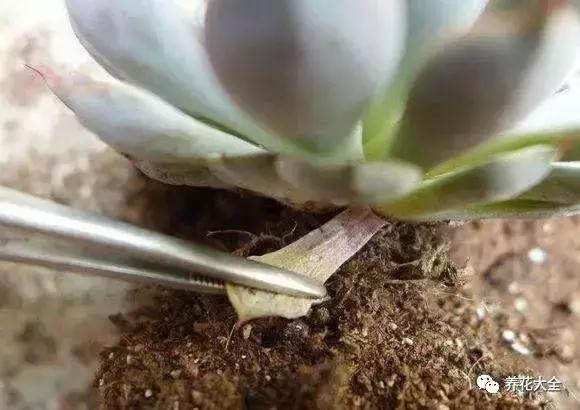 夏天多肉休眠一定要注意,稍不留神就養死了!