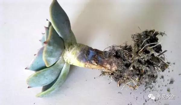 夏天多肉休眠一定要注意,稍不留神就養死了!