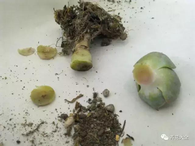 夏天多肉休眠一定要注意,稍不留神就養死了!