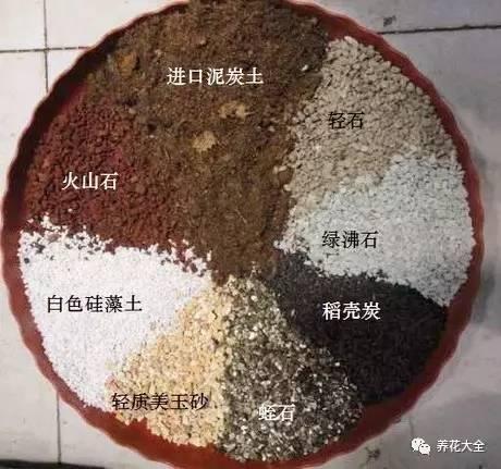 夏天多肉休眠一定要注意,稍不留神就養死了!