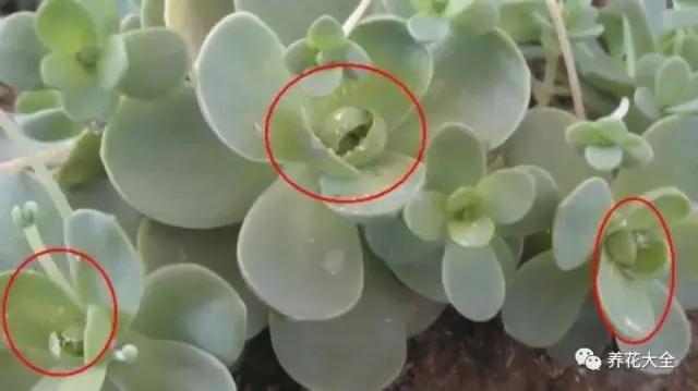 夏天多肉休眠一定要注意,稍不留神就養死了!