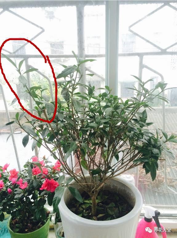 開完花教你這樣修剪,明年開的花比今年多10倍!