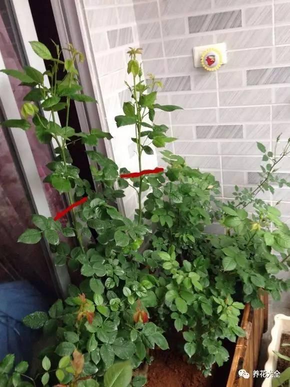 開完花教你這樣修剪,明年開的花比今年多10倍!