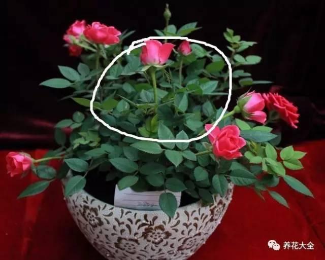 開完花教你這樣修剪,明年開的花比今年多10倍!