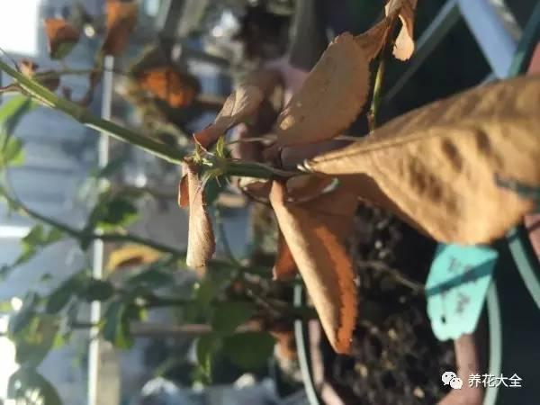 開完花教你這樣修剪,明年開的花比今年多10倍!