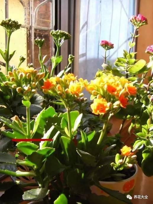開完花教你這樣修剪,明年開的花比今年多10倍!