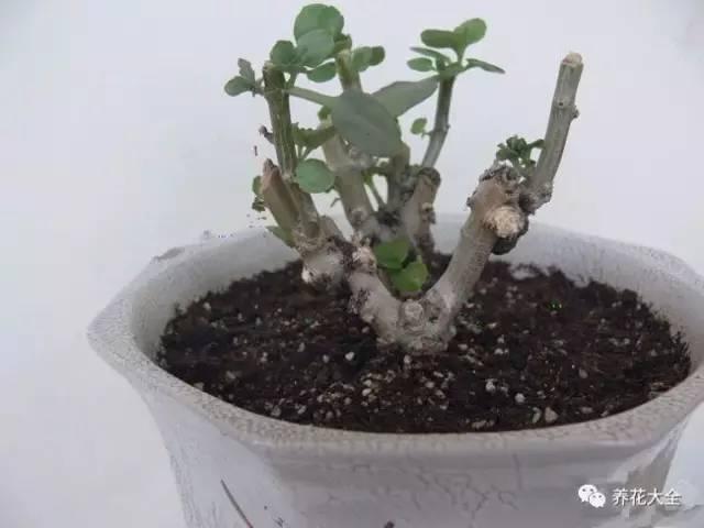 開完花教你這樣修剪,明年開的花比今年多10倍!