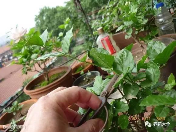 開完花教你這樣修剪,明年開的花比今年多10倍!