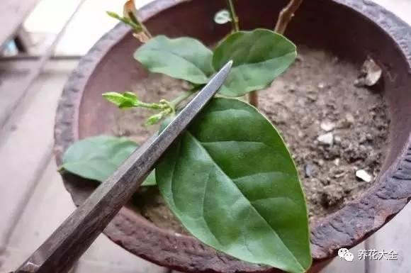 開完花教你這樣修剪,明年開的花比今年多10倍!