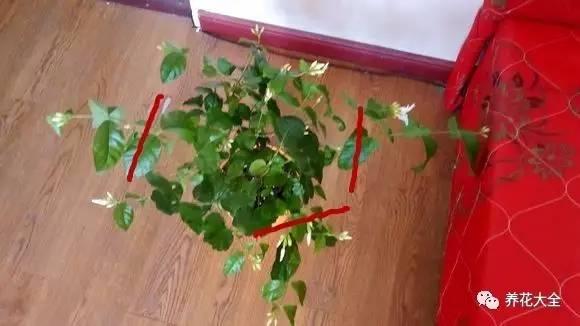開完花教你這樣修剪,明年開的花比今年多10倍!